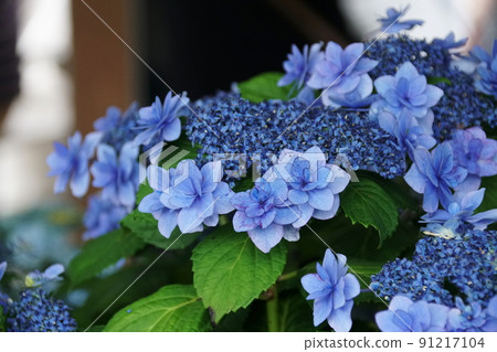 Hydrangea macrophylla 91217104