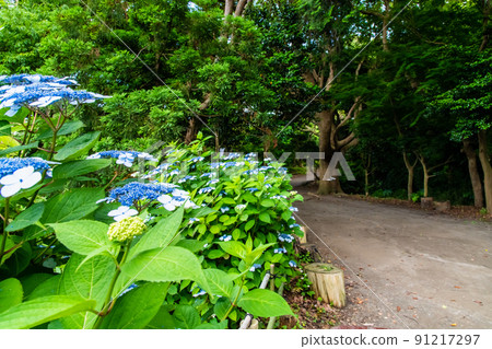 Hydrangea blooming in Kamakura City, Kanagawa Prefecture 91217297
