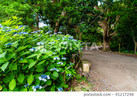 Hydrangea blooming in Kamakura City, Kanagawa Prefecture 91217298