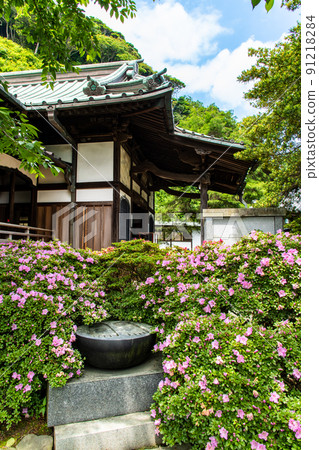 神奈川縣鎌倉市安永院-有杜鵑花和佛腳印的正殿- 91218284