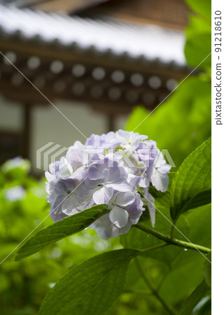 雨後的早晨 91218610
