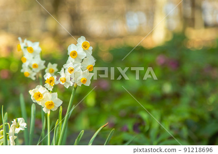 Sanshu Izutsu Mansion Hina Hikida Festival Gorgeous Sanshu Izutsu Mansion Hina Hikida Festival Gorgeous 91218696