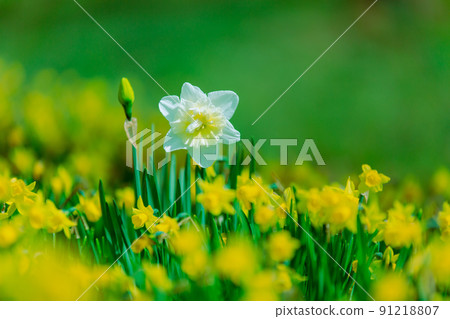 國立贊岐萬野公園油菜花水仙 91218807