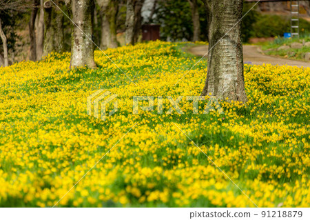 國立贊岐萬能公園水仙油菜花 91218879