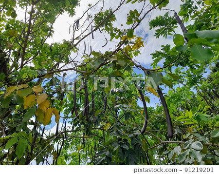 Abler wind suzuki Abler wind suzuki 91219201