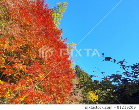 愛知縣豐田市稻布町，藍天下沐浴在西日陽光下的秋葉 91219209