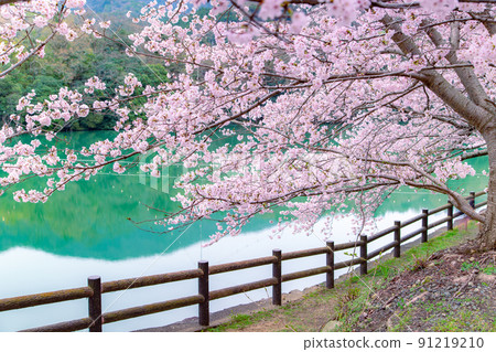 香川縣水豐市埼田町戶田水壩公園的櫻花 香川縣水豐市埼田町戶田水壩公園的櫻花 91219210