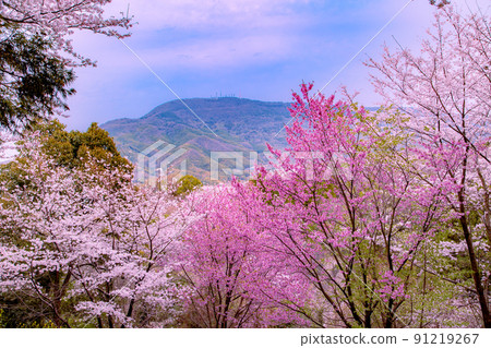 旭山森林公園的一排櫻花樹 91219267