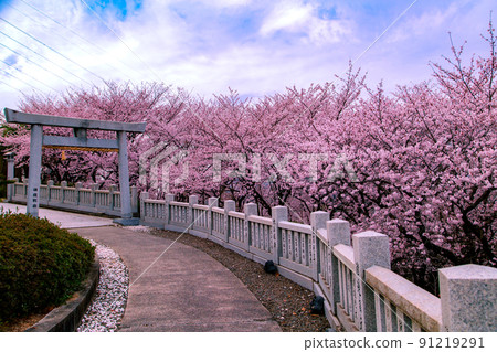 A row of cherry blossom trees in Asahiyama Forest Park 91219291
