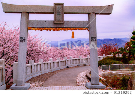 旭山森林公園的一排櫻花樹 旭山森林公園的一排櫻花樹 91219292