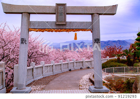 A row of cherry blossom trees in Asahiyama Forest Park A row of cherry blossom trees in Asahiyama Forest Park 91219293