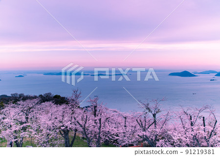 Shiudeyama, a famous place for cherry blossoms recognized by the world Shiudeyama, a famous place for cherry blossoms recognized by the world 91219381