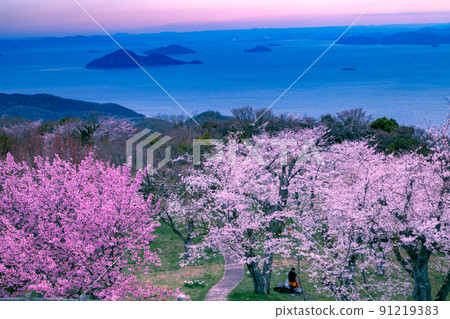 Shiudeyama, a famous place for cherry blossoms recognized by the world 91219383