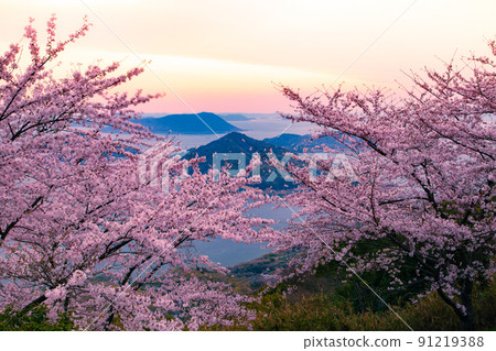 Shiudeyama, a famous place for cherry blossoms recognized by the world 91219388