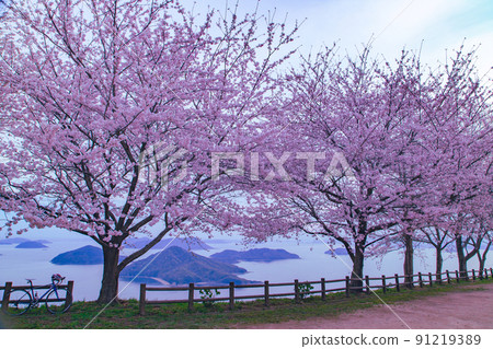 世界公認的櫻花名勝——汐出山 91219389