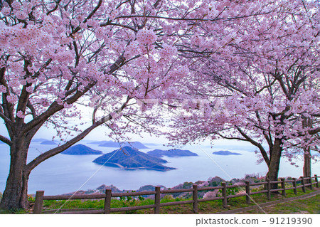 Shiudeyama, a famous place for cherry blossoms recognized by the world 91219390
