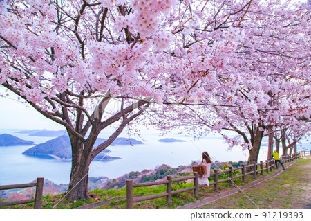 Shiudeyama, a famous place for cherry blossoms recognized by the world Shiudeyama, a famous place for cherry blossoms recognized by the world 91219393
