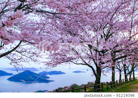 Shiudeyama, a famous place for cherry blossoms recognized by the world Shiudeyama, a famous place for cherry blossoms recognized by the world 91219396