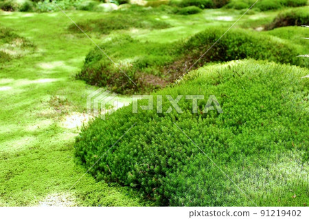 Sagano / Giouji Temple Mofumofu Moss Sagano / Giouji Temple Mofumofu Moss 91219402