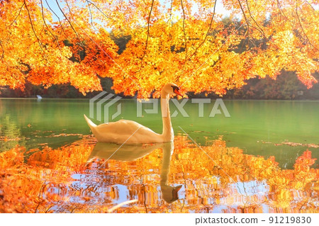 Swan 135 Swan 135 91219830