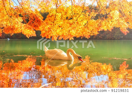 Swan 136 Swan 136 91219831