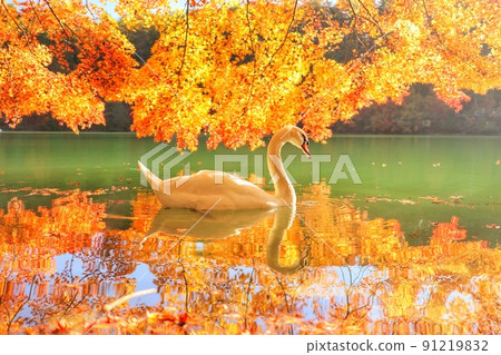 Swan 137 91219832