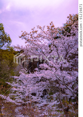 Sakura at Fudo Waterfall Country Park, Toyonaka-cho, Mitoyo City, Kagawa Prefecture 91219871