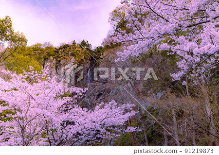 Sakura at Fudo Waterfall Country Park, Toyonaka-cho, Mitoyo City, Kagawa Prefecture Sakura at Fudo Waterfall Country Park, Toyonaka-cho, Mitoyo City, Kagawa Prefecture 91219873