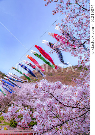 Sakura at Fudo Waterfall Country Park, Toyonaka-cho, Mitoyo City, Kagawa Prefecture 91219874