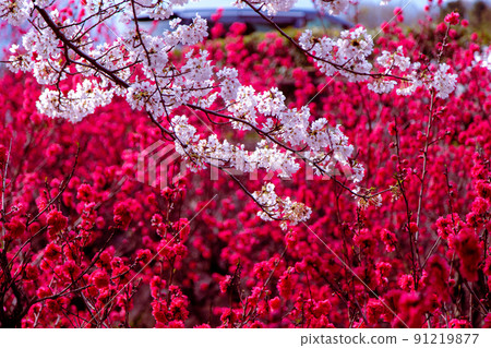 Sakura at Fudo Waterfall Country Park, Toyonaka-cho, Mitoyo City, Kagawa Prefecture 91219877