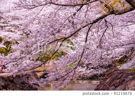 Sakura at Fudo Waterfall Country Park, Toyonaka-cho, Mitoyo City, Kagawa Prefecture 91219878
