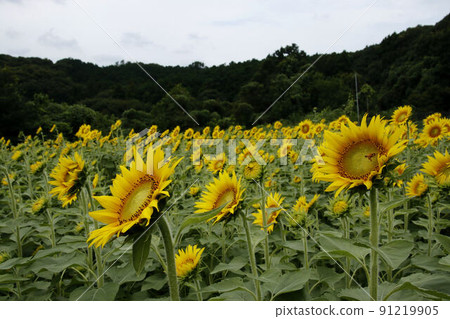 Sunflower field on Tokorozawa Hira Hill Sunflower field on Tokorozawa Hira Hill 91219905