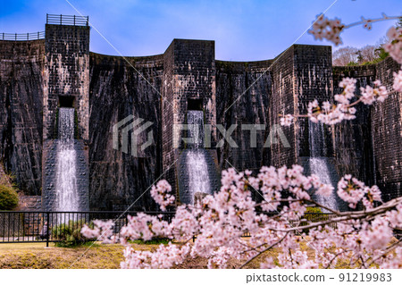 Honen Pond Dam and Sakura, Kanonji City, Kagawa Prefecture, the arrival of spring 91219983