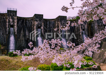 Honen Pond Dam and Sakura, Kanonji City, Kagawa Prefecture, the arrival of spring 91219984