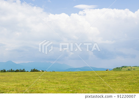 在高原牧場放牧的奶牛 在高原牧場放牧的奶牛 91220007