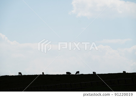Cows grazing on a plateau pasture Cows grazing on a plateau pasture 91220019