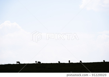 Cows grazing on a plateau pasture Cows grazing on a plateau pasture 91220020