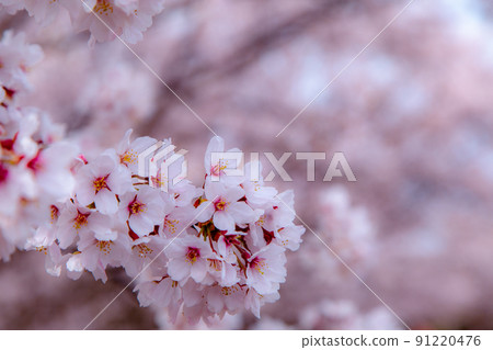 香川縣綾音田郡宇多津町青野山頂的櫻花，春天的到來 91220476