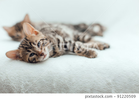 Little bengal kitten on the white fury blanket 91220509