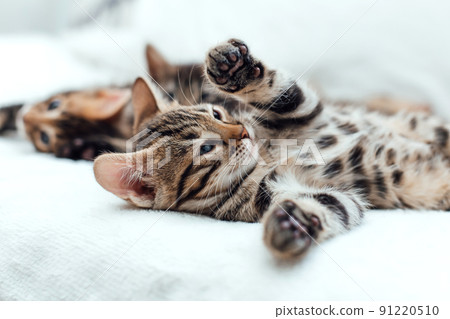 Little bengal kitten on the white fury blanket 91220510
