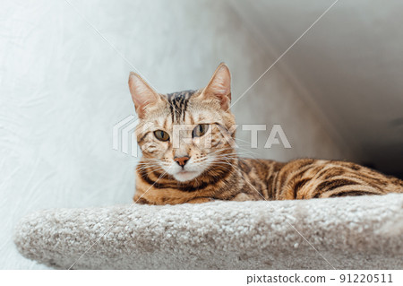 Young cute bengal cat laying on a soft cat's shelf of a cat's house. 91220511