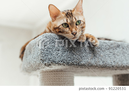 Young cute bengal cat laying on a soft cat's shelf of a cat's house. 91220531