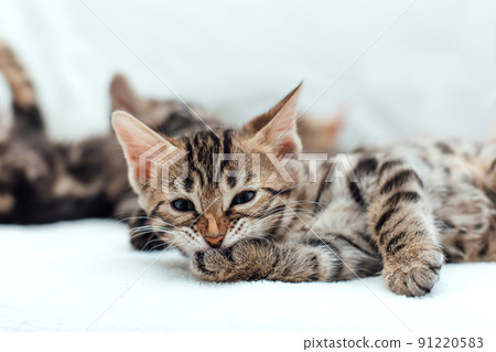 Little bengal kitten on the white fury blanket 91220583
