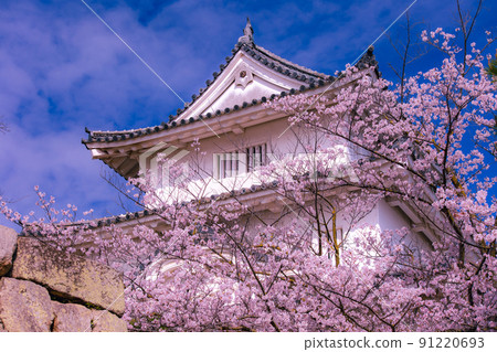 日本最高的石牆,丸龜城櫻花祭 日本最高的石牆,丸龜城櫻花祭 91220693