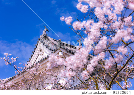 The tallest stone wall in Japan, the Sakura Festival at Marugame Castle The tallest stone wall in Japan, the Sakura Festival at Marugame Castle 91220694