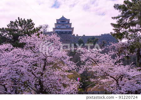 The tallest stone wall in Japan, the Sakura Festival at Marugame Castle The tallest stone wall in Japan, the Sakura Festival at Marugame Castle 91220724
