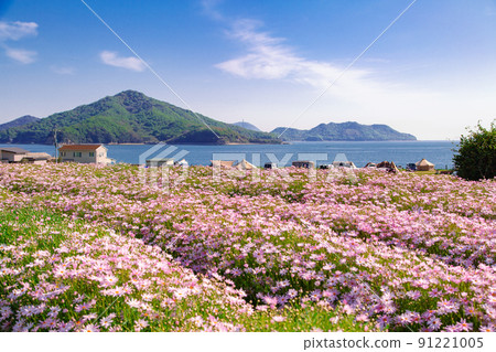 Seaside flower field Flower Park Urashima Seaside flower field Flower Park Urashima 91221005