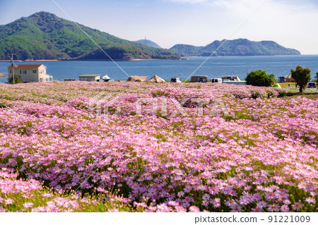 海濱花田花卉公園浦島 91221009