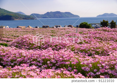 海濱花田花卉公園浦島 91221010