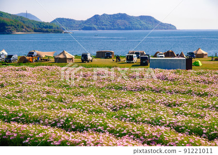 海濱花田花卉公園浦島 91221011